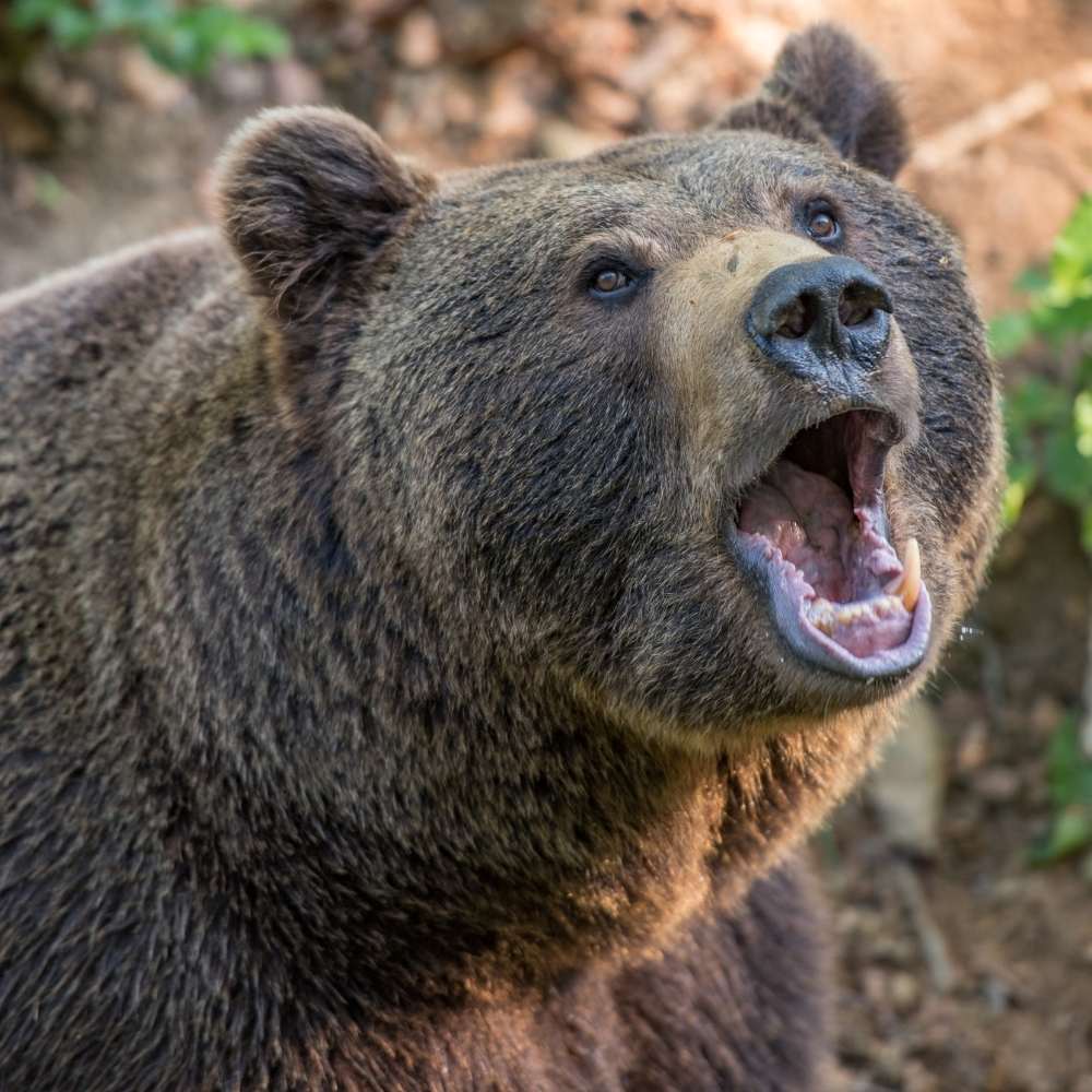 people don't like to camp because of bears and other animals